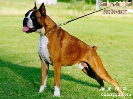 不同年龄拳师犬怎么饲养 拳师犬饲养技巧
