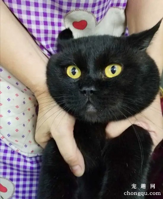为什么养英国短毛猫,最好不要选黑色的英短?