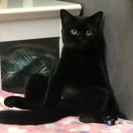 为什么养英国短毛猫,最好不要选黑色的英短?