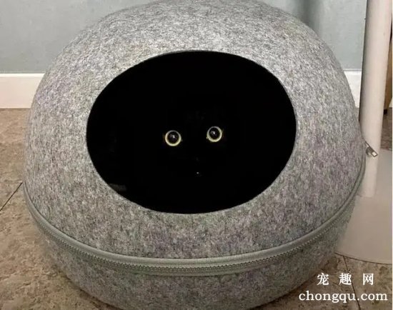 为什么养英国短毛猫,最好不要选黑色的英短?