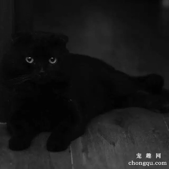 为什么养英国短毛猫,最好不要选黑色的英短?