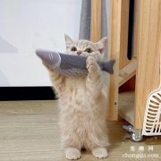 <b>养猫真的有助于长寿吗？</b>