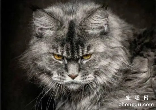 猫咪身体缺乏矿物质元素会怎样?