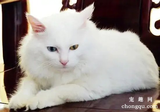 为什么临清狮子猫被称为中华田园猫中的颜值天花板?