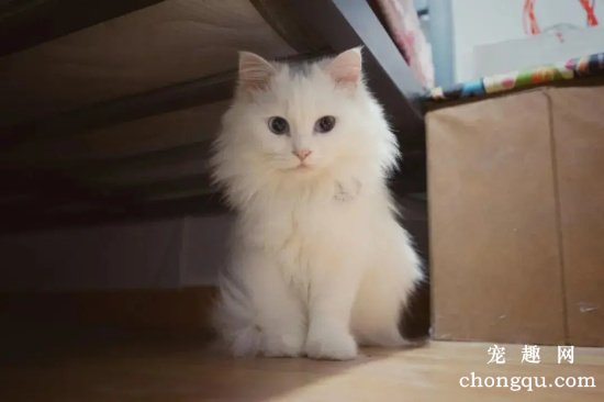为什么临清狮子猫被称为中华田园猫中的颜值天花板?
