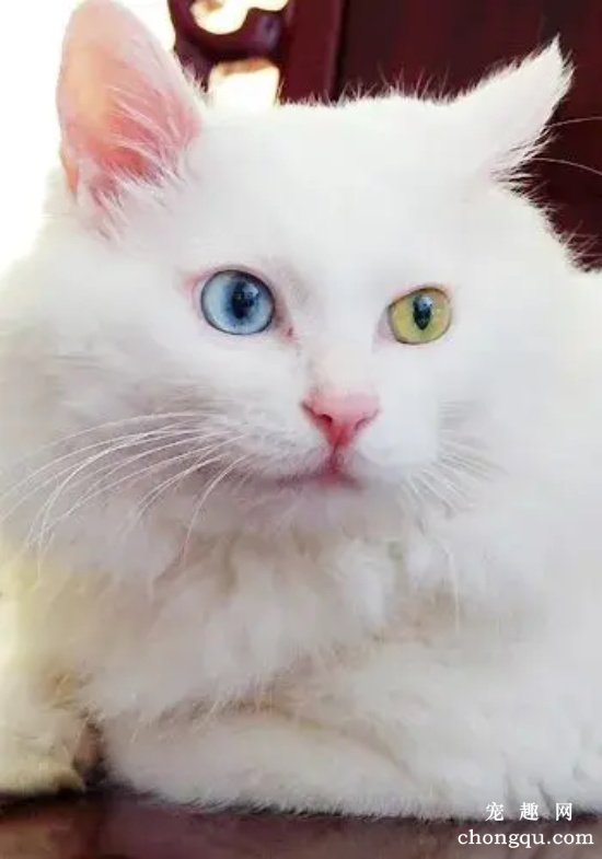 为什么临清狮子猫被称为中华田园猫中的颜值天花板?