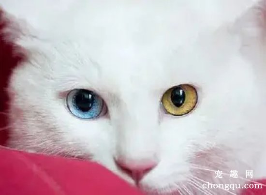 为什么临清狮子猫被称为中华田园猫中的颜值天花板?