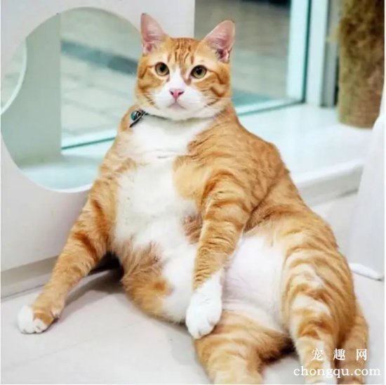 为什么橘猫那么容易胖?