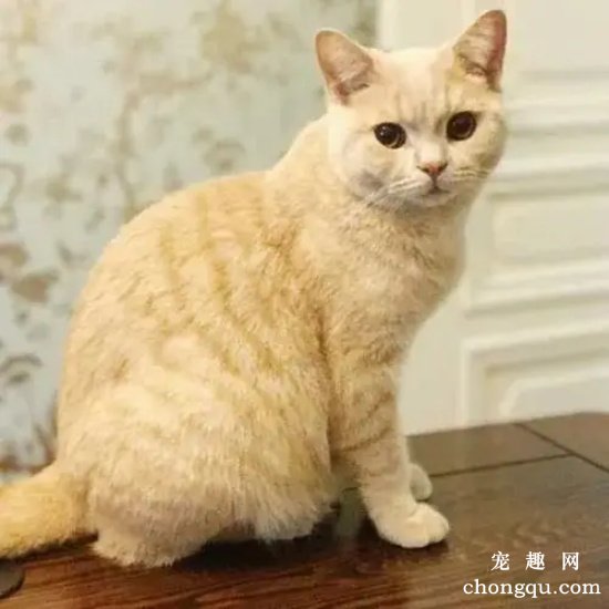 为什么橘猫那么容易胖?