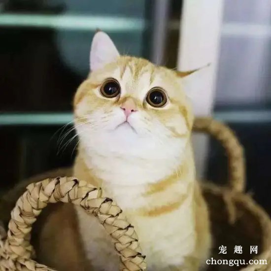 为什么橘猫那么容易胖?