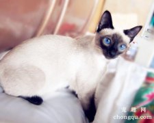<b>公猫到处尿是怎么回事</b>