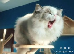 <b>对猫毛过敏还能养猫吗？</b>