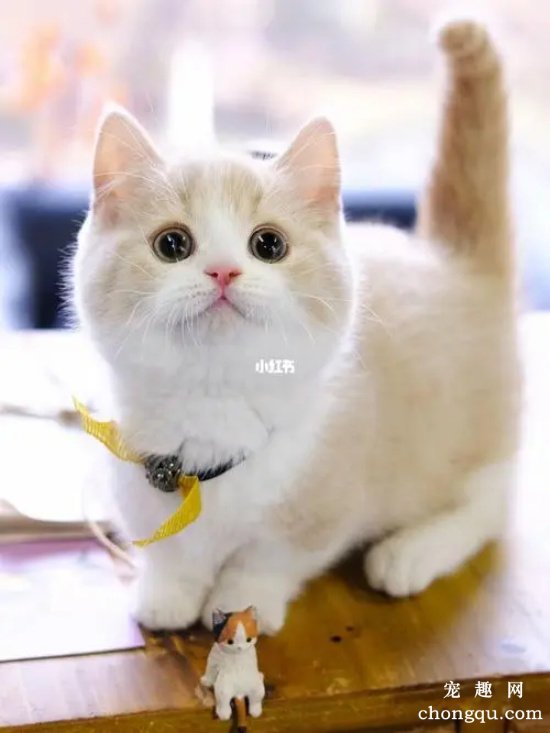 矮脚猫的腿为什么这么短?