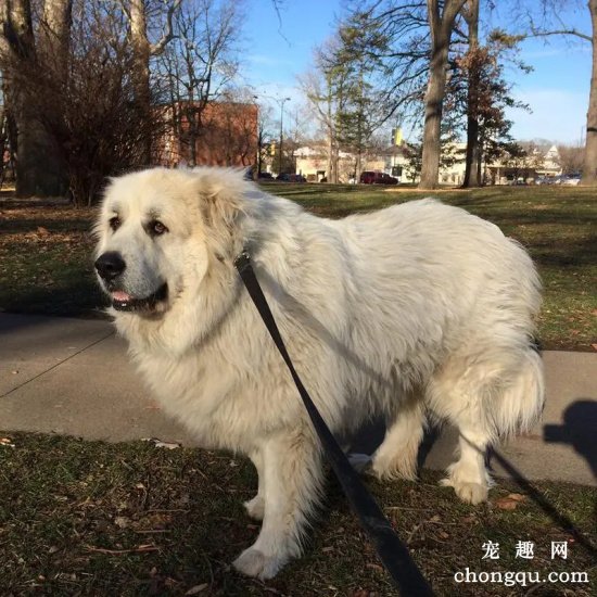 不同年龄大白熊犬如何饲养  大白熊犬饲养技巧