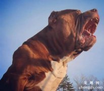 恶霸犬发情有什么表现 怎么知道恶霸犬发情