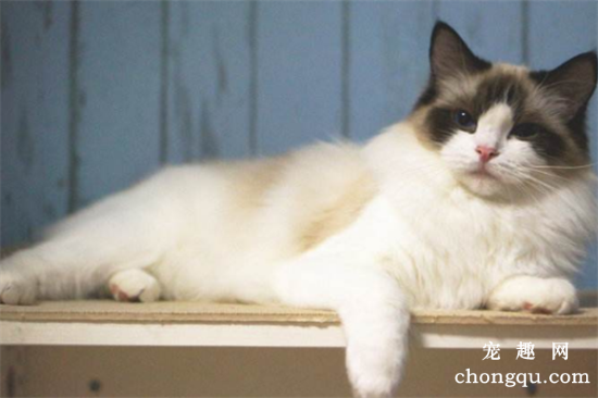 猫咪拉屎软便是什么问题