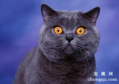 <b>猫咪可以吃栗子吗</b>