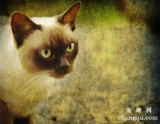 猫咪耳朵很烫是正常的么