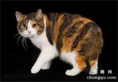 <b>小猫多大可以断奶</b>