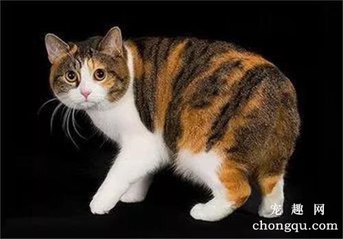 小猫多大可以断奶