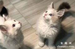 猫咪能喝茶叶水吗