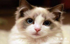 <b>猫咪嘴巴有腥臭味正常吗</b>