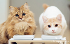猫咪吃蒙脱石散一定要禁食吗