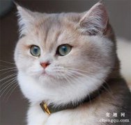 <b>猫咪胰腺炎的症状、诊断及治疗</b>