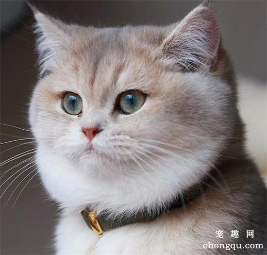 猫咪胰腺炎的症状、诊断及治疗