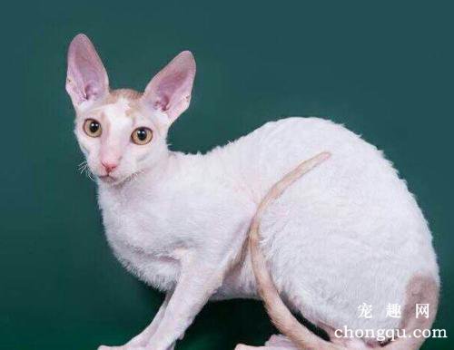 猫咪胰腺炎的症状、诊断及治疗