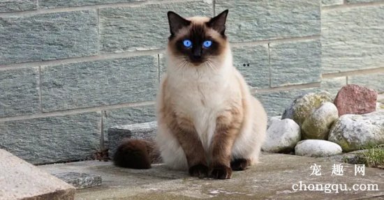 手套布偶猫怎么看品相？暹罗猫和手套猫的区别？