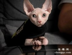 <b>加拿大无毛猫该怎么养？</b>