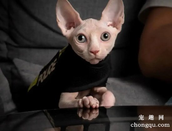 加拿大无毛猫该怎么养？