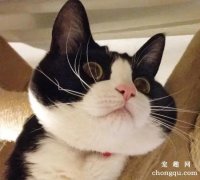 <b>明明那么多人嫌弃奶牛猫，为啥养的人却越来越多？</b>