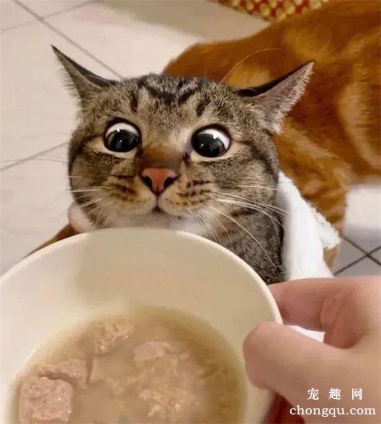 每次看到食物时，这只猫的表情都很浮夸...