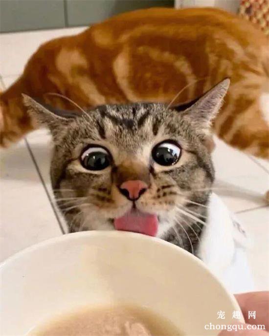 每次看到食物时，这只猫的表情都很浮夸...