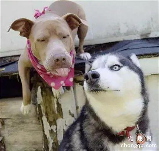 哈士奇找了只比特犬当媳妇，结果几天后邻居崩溃了：这狗还能要吗？