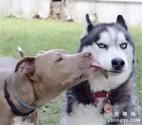 哈士奇找了只比特犬当媳妇，结果几天后邻居崩溃了：这狗还能要吗？