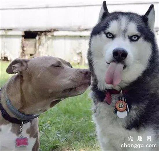 哈士奇找了只比特犬当媳妇，结果几天后邻居崩溃了：这狗还能要吗？
