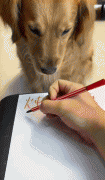 <b>金毛出卖猪队友挺快啊哈哈哈</b>