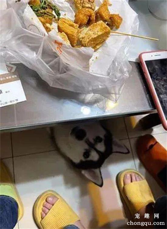 吃烧烤时二哈以这个方式出现，主人差点吓出心脏病，太傻了