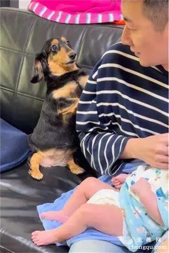 看爸爸抱娃喂奶，十多岁老腊肠犬像被冷落的小媳妇：那我呢？