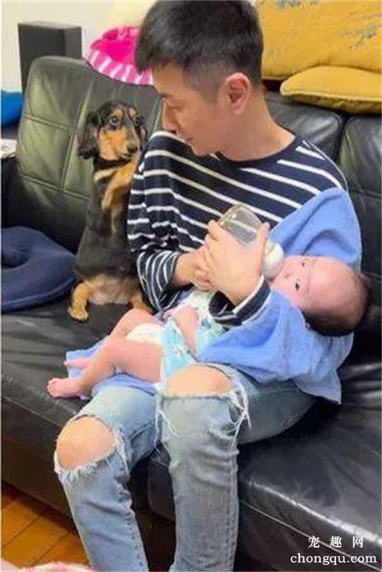 看爸爸抱娃喂奶，十多岁老腊肠犬像被冷落的小媳妇：那我呢？