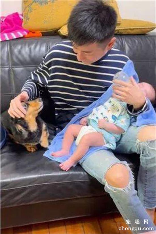 看爸爸抱娃喂奶，十多岁老腊肠犬像被冷落的小媳妇：那我呢？