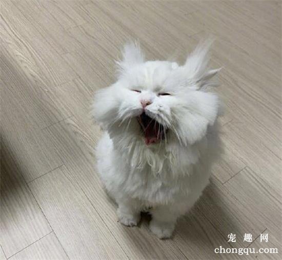 看到这只猫，仿佛看到了你每天起床时的样子