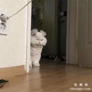 <b>看到这只猫，仿佛看到了你每天起床时的样子</b>