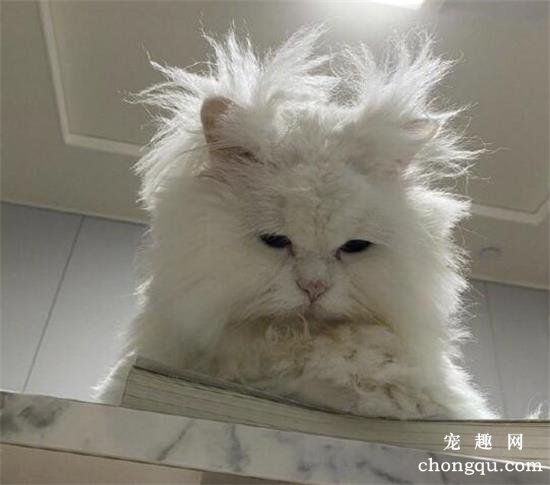 看到这只猫，仿佛看到了你每天起床时的样子