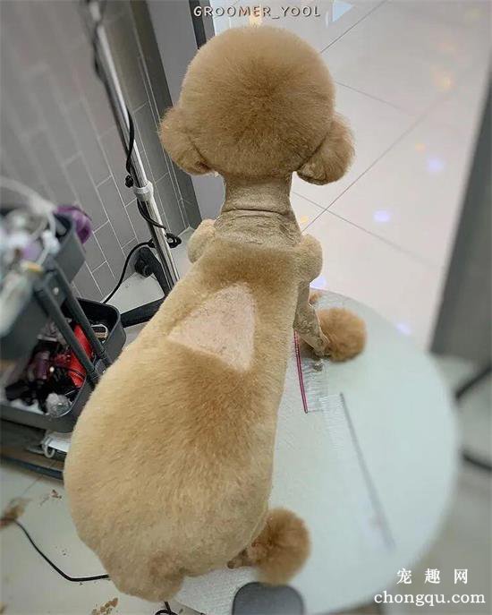 主人让美容师给贵宾犬设计个发型,成品出来后……笑哭了!