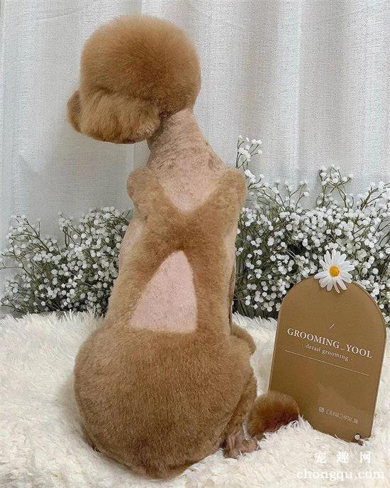 主人让美容师给贵宾犬设计个发型,成品出来后……笑哭了!
