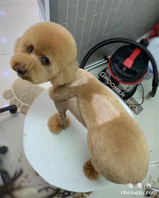 主人让美容师给贵宾犬设计个发型,成品出来后……笑哭了!